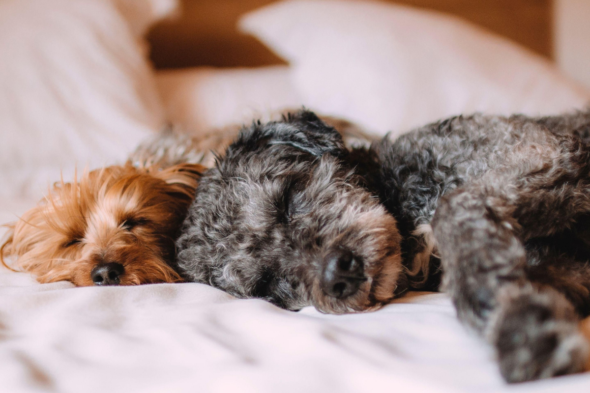 Dog Friendly hotel Leicester.