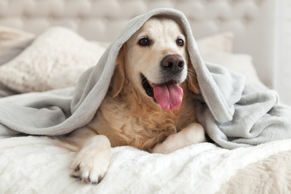 Dog friendly hotel package Leicester.